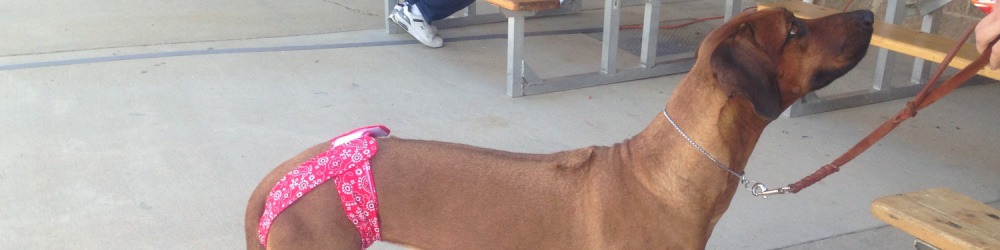 Large dog wearing dog diapers