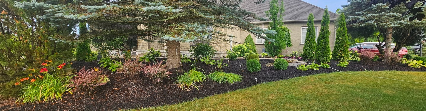 Professional front yard landscaping with black mulch, evergreen trees, and vibrant perennial flowers.