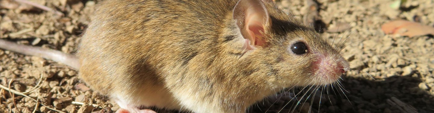 entreprise de dératisation Romans-sur-Isère
