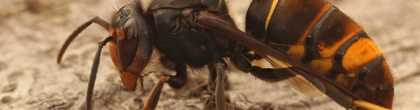 Destruction frelons asiatiques Romans-sur-Isère
