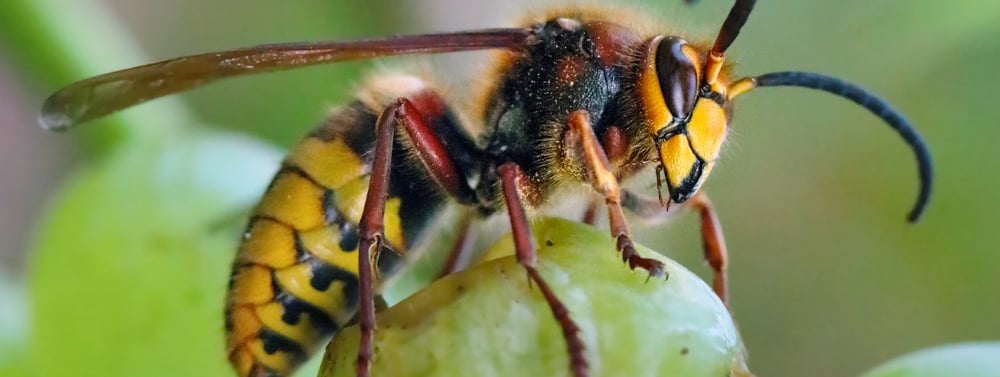 Entreprise destruction nid de frelons