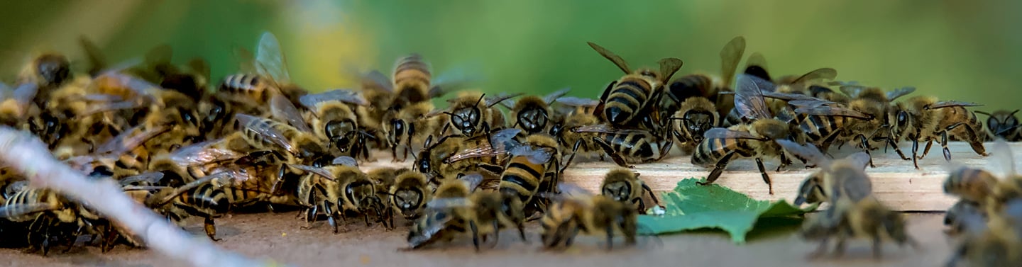 De nombreuses abeilles sur le toit d'une ruche.