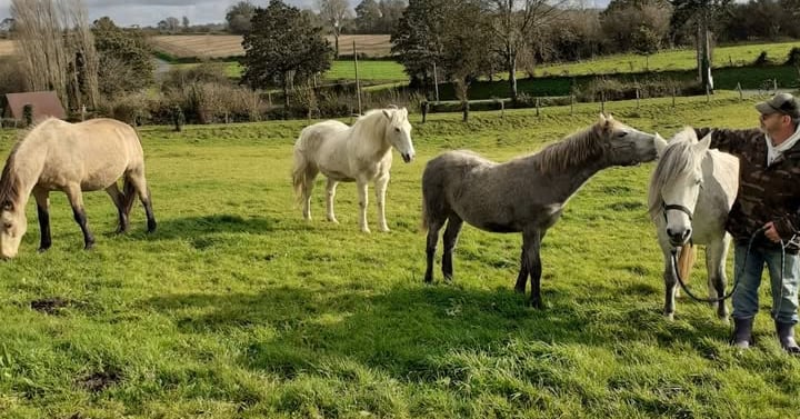 Rémi Bleibtreu équicien interagit avec ses 4 chevaux