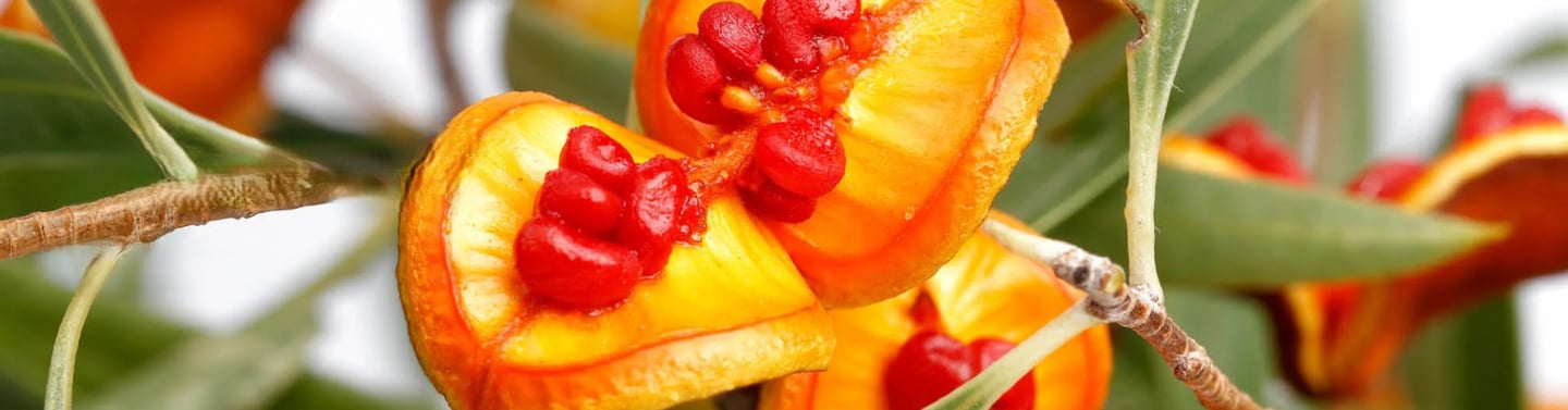 Macro shot of bright red seeds inside Pittosporum Angustifolium berries on a green leafy branch.