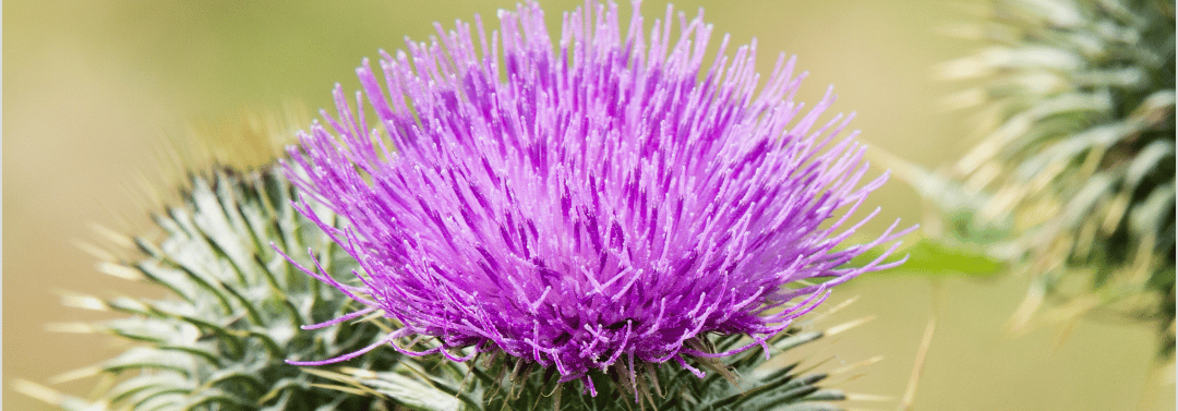 fiore di Bardana in primo piano