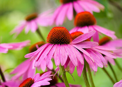 fiore di Echinacea in primo piano