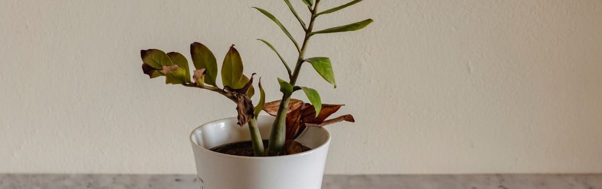 how to fix problems in indoor potting soil