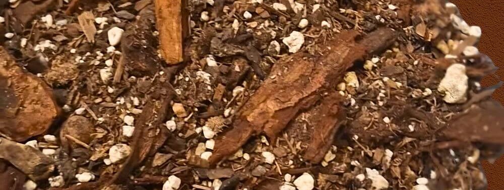 best plants for chunky aroid soil mix