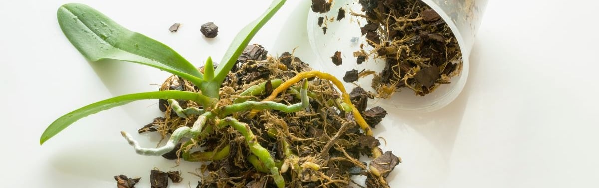 how to fertilize plants in sphagnum moss