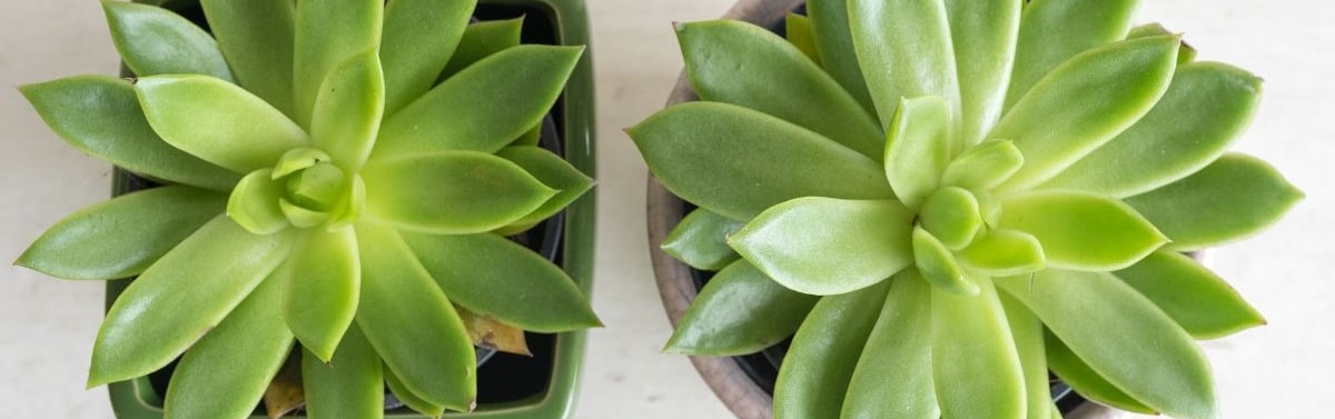 fertilizer tips for succulent plants