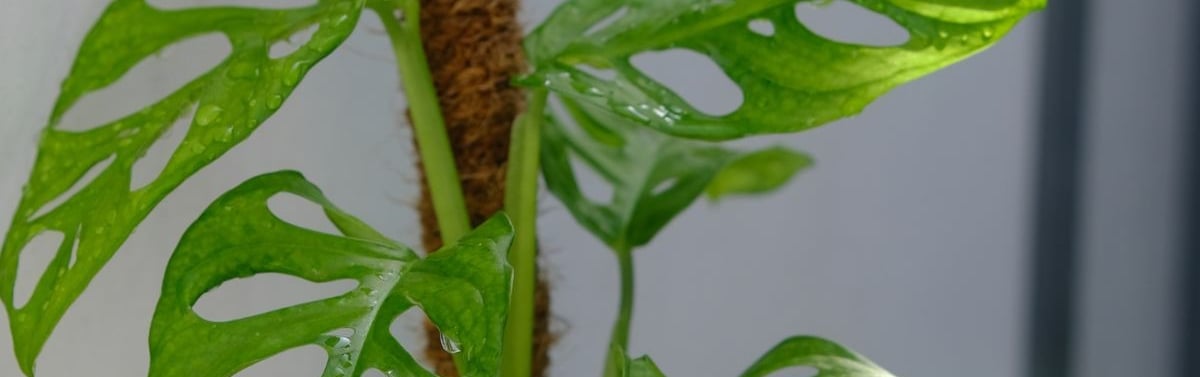 how to fix common problems with moss poles