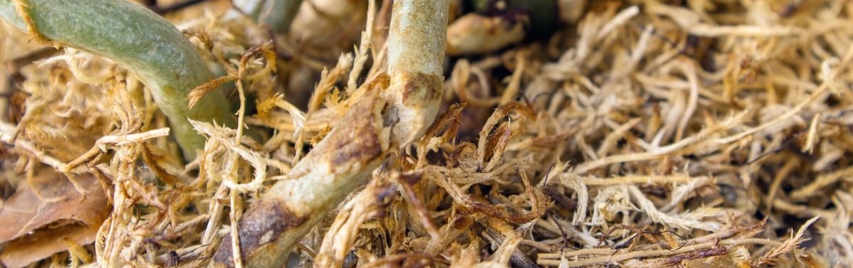 how to fix problems in sphagnum moss for houseplants