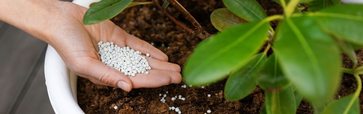 how to fertilize houseplants the right way