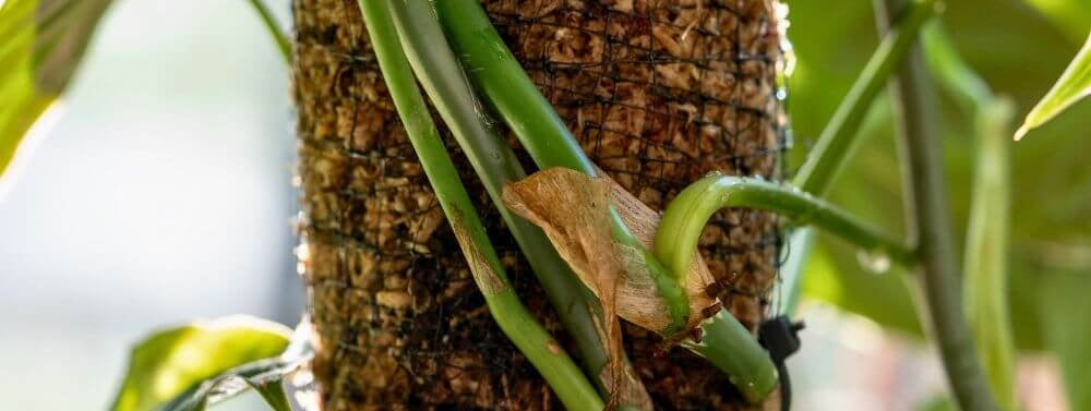best climbing plants for moss poles