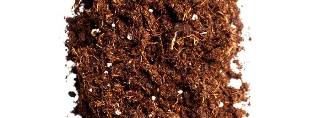 best indoor plants for regular potting soil