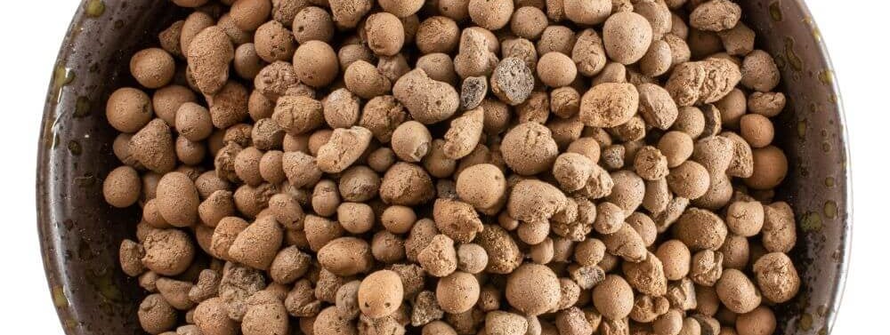 best plants for leca semi hydroponics
