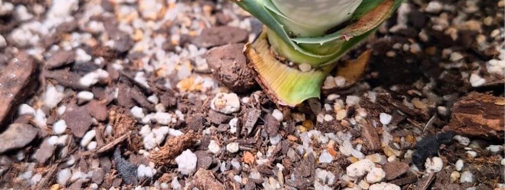 low maintenance succulents for beginners