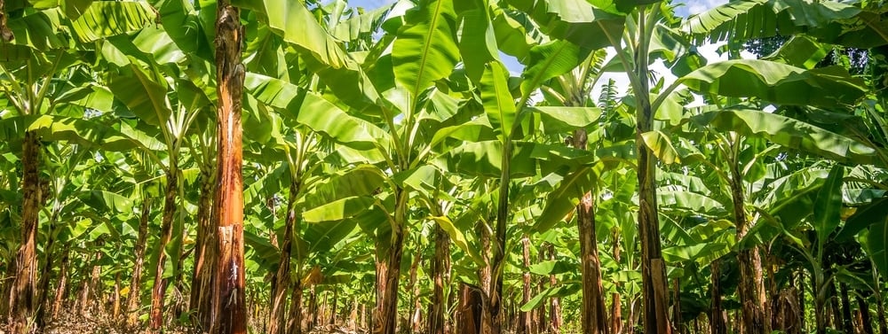 a bunch of bananas on a tree in a field
