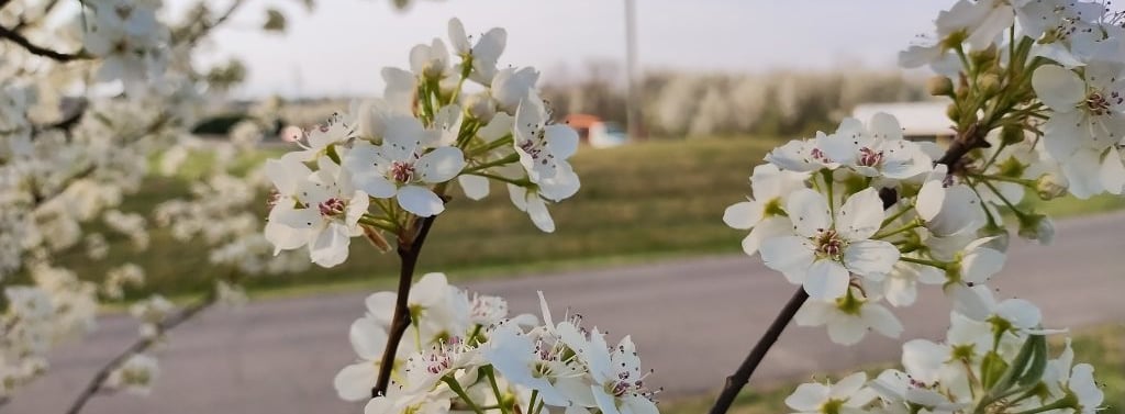 Closeup of white Bradford Pear flowers at the peak of bloom