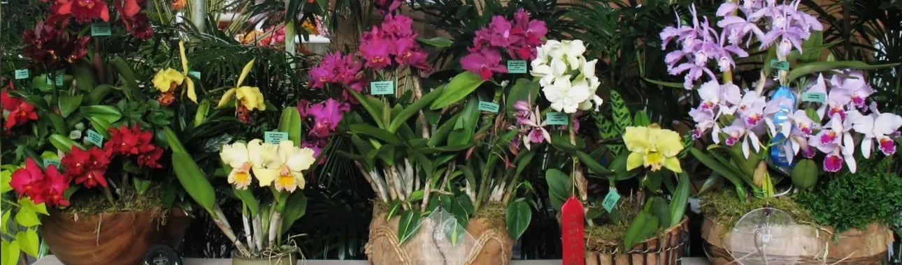 Ben Oliveros  “Winning Awards” and  growing cattleya to their full potential
