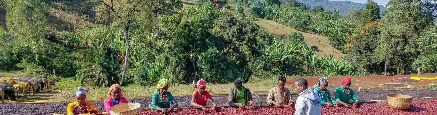 Cofee hand picking