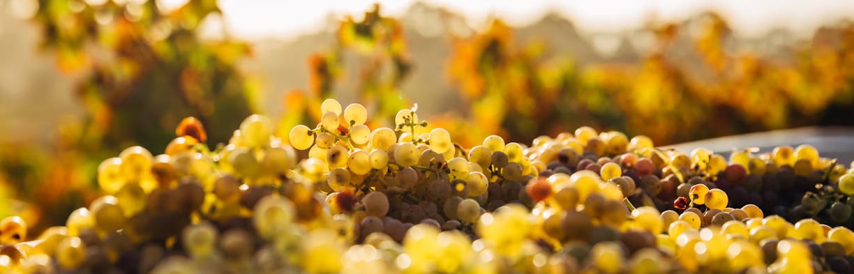 organic wine grape vineyard