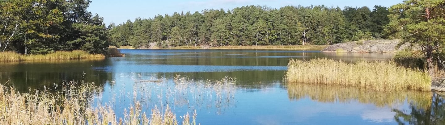 magnifique paysage et un lac de suède , il y a des rochers des roseaux  et des sapins.