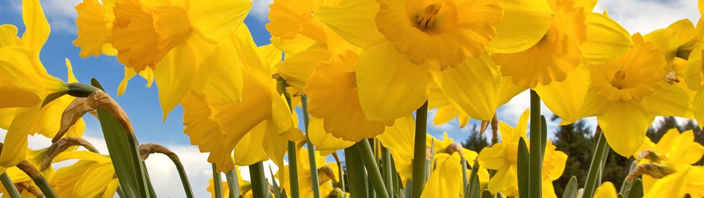Bedding & Bulb Planting in the Pocklington area