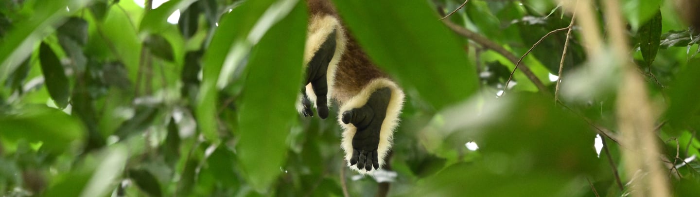 How to See Wild Orangutans Ethically