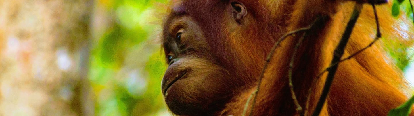 Menjelajahi Bukit Lawang di Taman Nasional Gunung Leuser