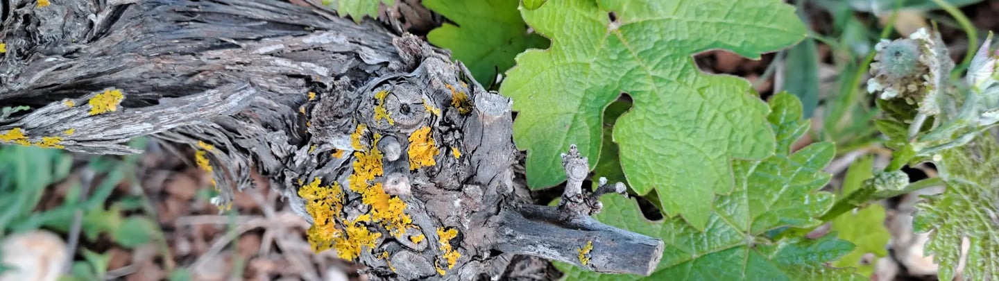 Recuperación de Viñedos en Mallorca | Enfoque Ecológico y Sostenible