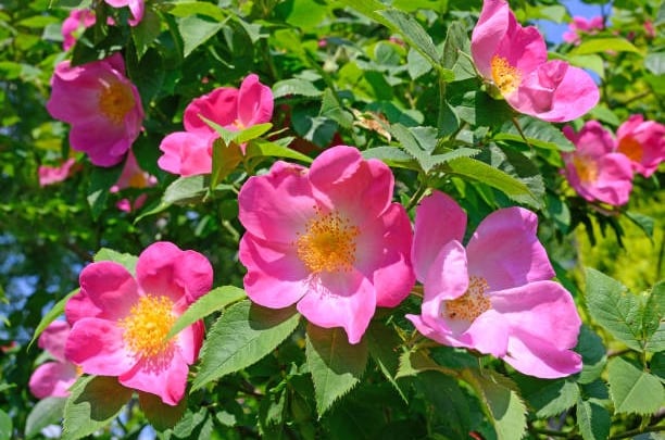 Rosa Gallica - flor con propiedades calmantes e hidratantes
