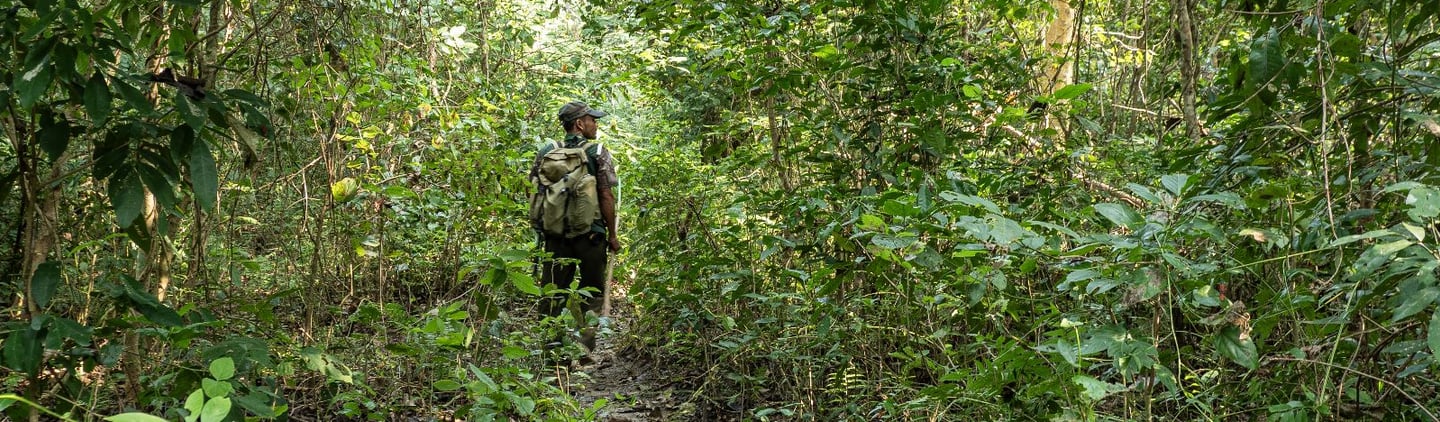 Daman in Bardiya jungle