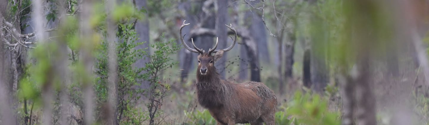 Male Eld's Deer