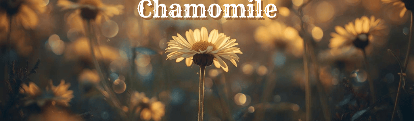 The Magical Properties of Chamomile  Golden Petals, Gentle Power, and Moonlit Dreams