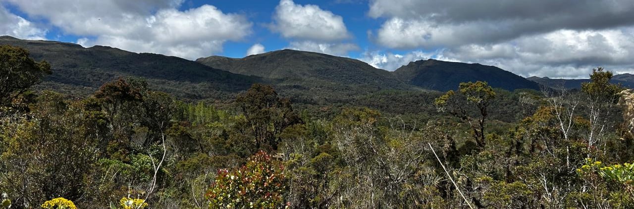 Bosque andino en Reserva Natural El Páramo, Guasca, Cundinamarca, Colombia