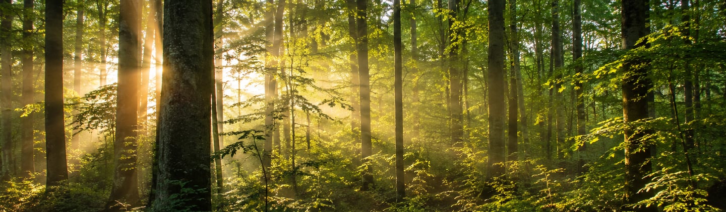 Sanctuaire de la foret