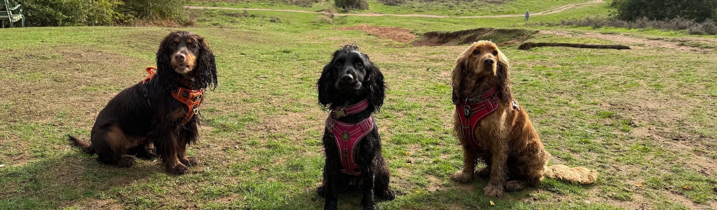 Three cocker spaniels sitting on a grassy field during a countryside dog walk.