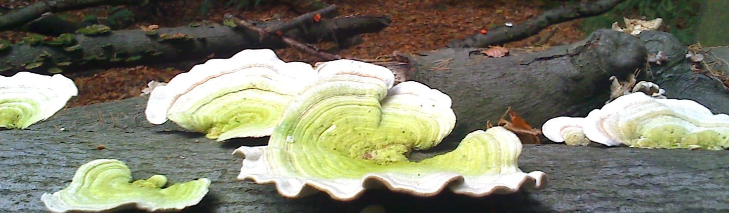 Waaiervormige zwammen op een boomstam, bosgrond in herfstlicht