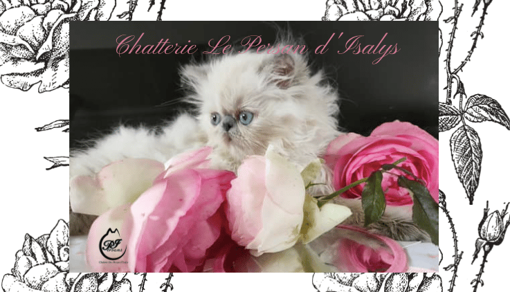 Notre jolie Sweety des persans d'Isalys a donné naissance à trois chatons ce  18 juin 2025. 