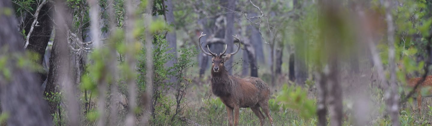 Male Eld's Deer