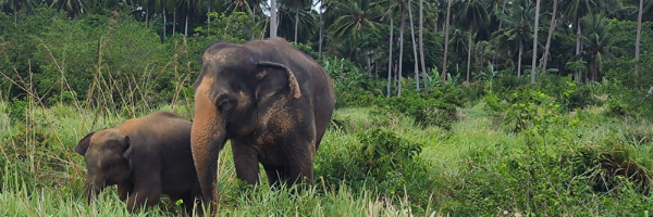 Elephant Home Samui Elefanten im Dschungel