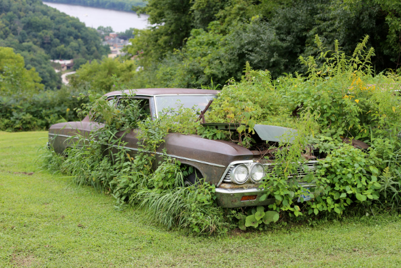 A junk car with a lot of weeds growing on it