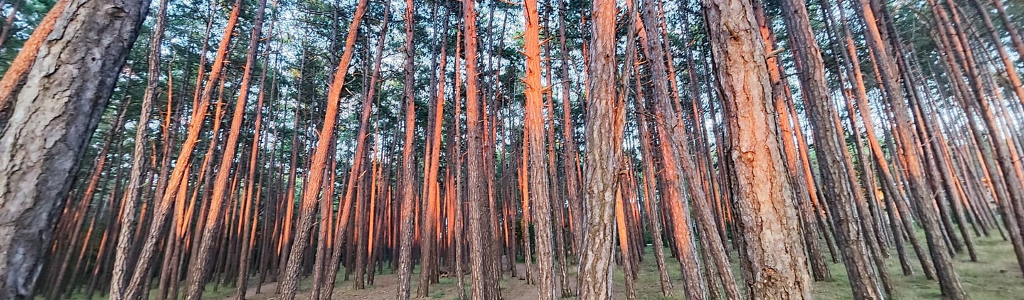 noclegi dabki pas nadmorski prowadzący do plaży między obiektami noclegowymi a pasem nadmorskim