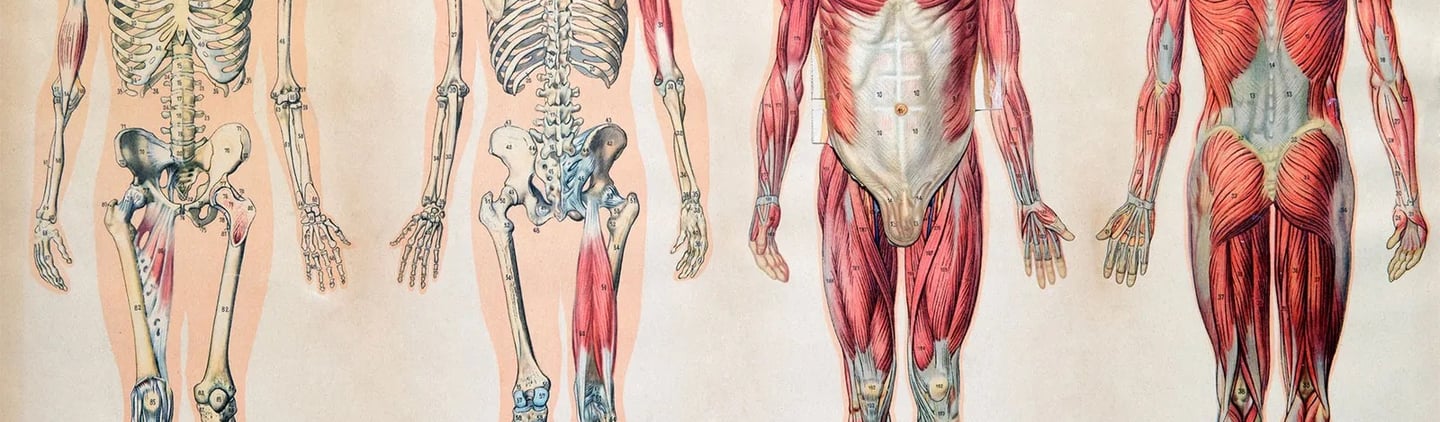 human body us