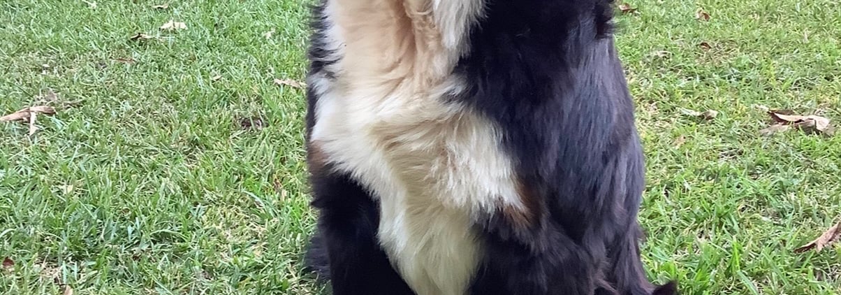 Eleanor the Bernese 