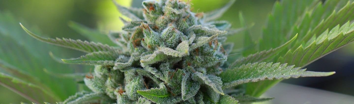 Fleurs de CBD disponible chez Natural Bud