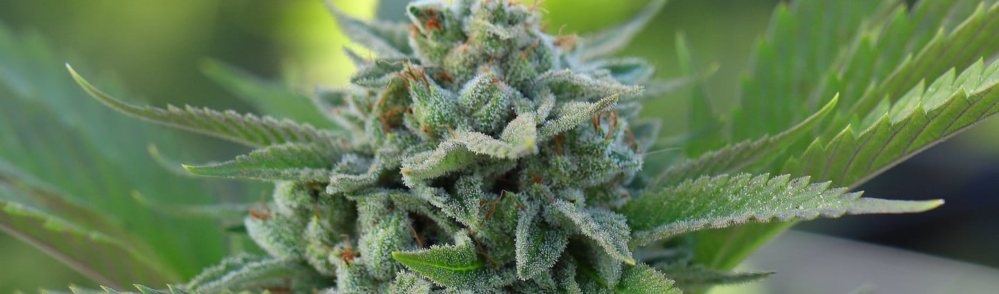Fleurs de CBD disponible chez Natural Bud