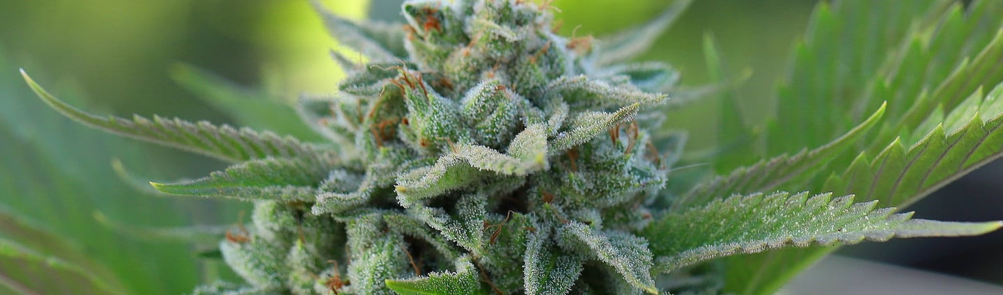 Fleurs de CBD disponible chez Natural Bud