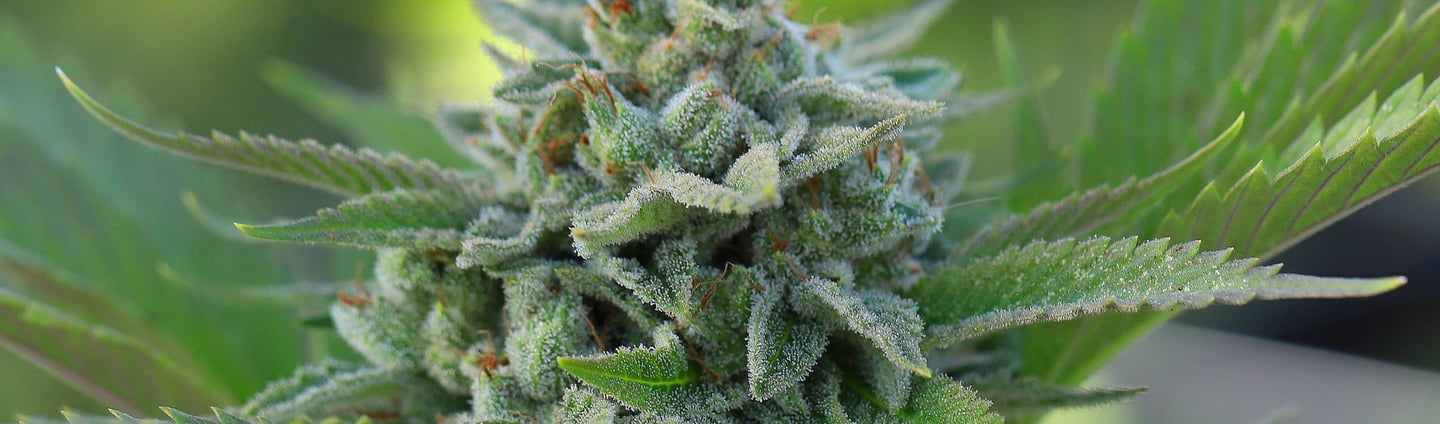 Fleurs de CBD disponible chez Natural Bud